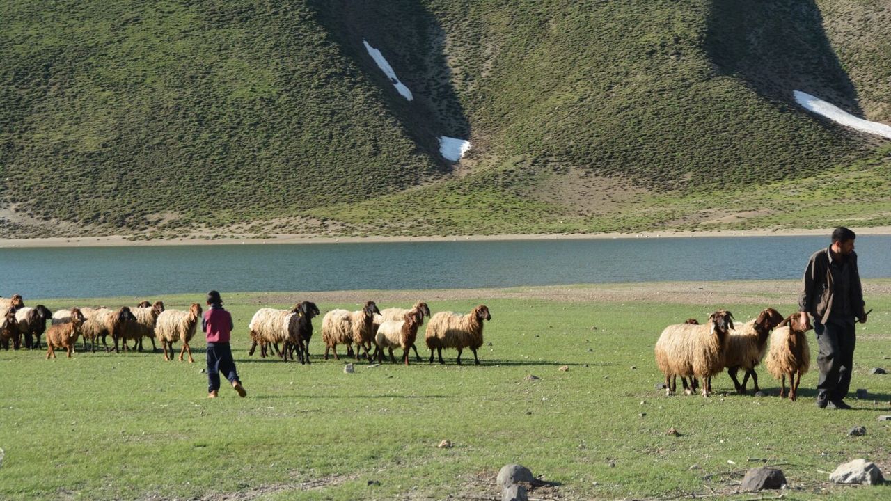 Yaylalarda göçer hareketliliği başladı
