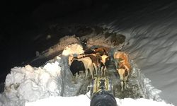 Hakkari'de kayıp hayvanlarını ararken mahsur kalan 4 kişi kurtarıldı