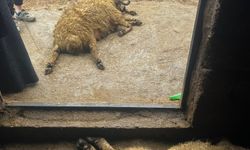Van Milletvekili Gülderen Varlı’dan Hayvancılık ve Şap Hastalığı İçin Bakan Yumaklı’ya 14 soruluk önerge