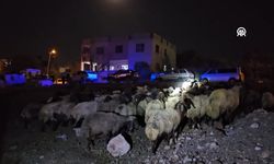 Rögar suyunu içen hayvanlar telef oldu