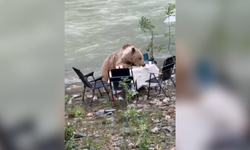 Munzur'da ilginç anlar: Bozayı piknik masasındaki yiyecekleri afiyetle yedi