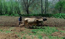 Van Bahçesaray'da çiftçiler, artan akaryakıt fiyatı nedeniyle sabana dönüş yaptı