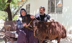 Kaçan kurbanlık koçuna 20 gün sonra kavuştu