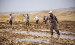 Erbil, Duhok, Süleymaniye ve Halepçe'de buğday hasadı başladı