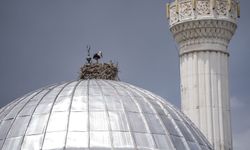 Cami kubbeleri leyleklerin yuvası oldu