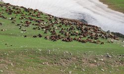 Yayla sezonu açıldı: Iğdır’da sürüler meralara akın etti