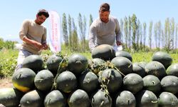 Iğdır'da sezonun ilk karpuz hasadı yapıldı