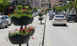 Van’ın ana caddeleri sardunya çiçekleriyle donatıldı