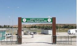 Van'da sahipsiz hayvanların yüzde 91'i barınak ve doğal yaşam alanlarına alındı