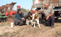 Üçüz doğan buzağılara torunlarının isimlerini verdiler