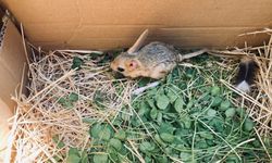 Van’da nesli tehlike altındaki Arap tavşanı bulundu