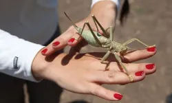 Son günlerde çekirgeler neden arttı?