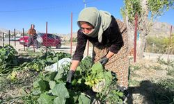 Edremit'te kadınlar ilk hasadını gerçekleştirdi