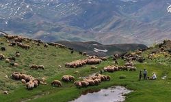 Faraşin Yaylası'nda yeşeren meralar besicilerin yüzünü güldürdü