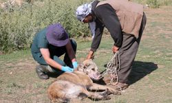 Hakkâri'de sahipli köpekler mikroçiple kayıt altına alınıyor