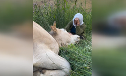 Hakkari'de tek geçim kaynağı telef olan kadın gözyaşlarına boğuldu