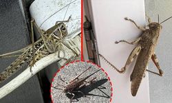 Dev çekirgeler zehirli mi? Marmara'da görülen büyük çekirgeler insanlara zarar verir mi?