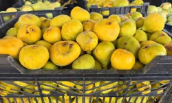 Dünyaca ünlü incirleri tezgâhlardaki yerini aldı