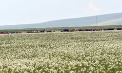Kışın kar, yazın çiçek: Sarıkamış yine beyaza büründü