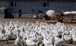 4 kazla başladı, Iğdır’da çiftlik sahibi oldu