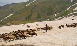 Kurtik Dağı'nda göçerler hayvanlarını kar üzerinde serinletiyor