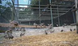 Kene ve kokarcaya karşı doğal çözüm: Sülün