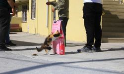 İpekyolu'nda sokak hayvanları için mama talepleri karşılanıyor