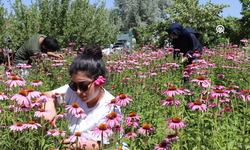 Van'da doğa ve fotoğraf tutkunları bu bahçede buluşacak