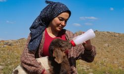 Hakkari Berçelan Yaylası'nda biberonla büyüttüğü kuzular Halime Calp'ın peşinden ayrılmıyor