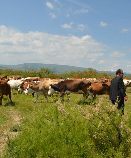 Muş’ta meralar sürülerle canlandı