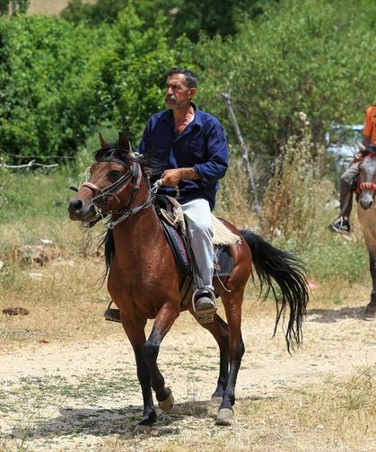 Diyarbakır'da yetişen rahvan atları büyük ilgi görüyor