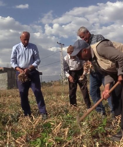 Hasankeyf'te mehina sarımsağı için hasat heyecanı