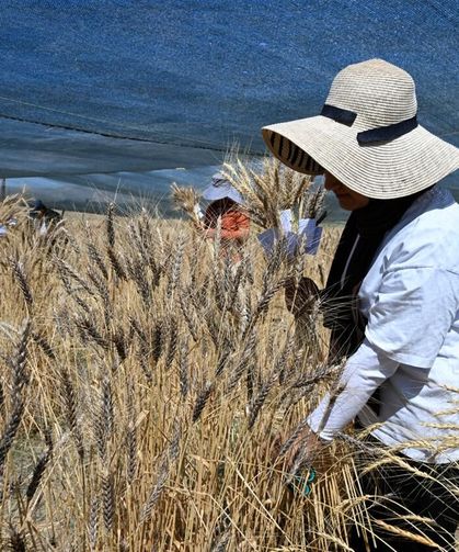 Van YYÜ’de geleceğin ziraat mühendisleri sahada yetişiyor