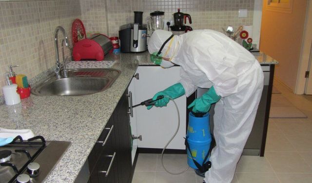 Böcek ailesinin ölümü sonrası alarm: Uzmanlar kimyasal böcek ilaçları konusunda uyarıyor
