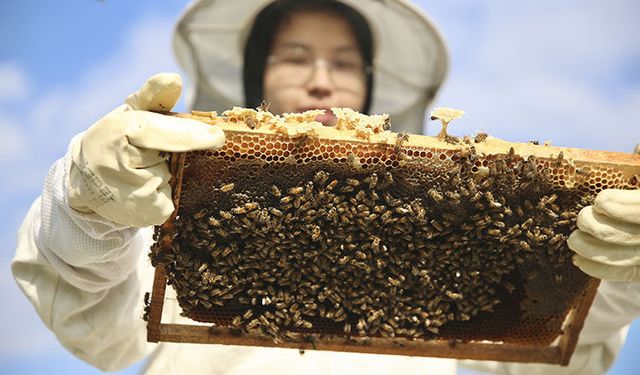 21 yaşında kovanların başında: Genç kadın baba mesleğini geleceğe taşıyor