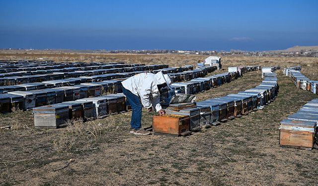 Van yaylalarının balı dünya sahnesinde: Altın Ödül Norduz’a