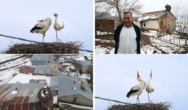 Muş’ta 44 yıldır ev çatısında konaklayan leylekler köyde baharın habercisi oldu