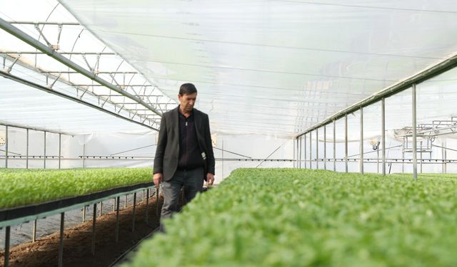 Tavsiye ile başladı, bölgenin fide devine dönüştü