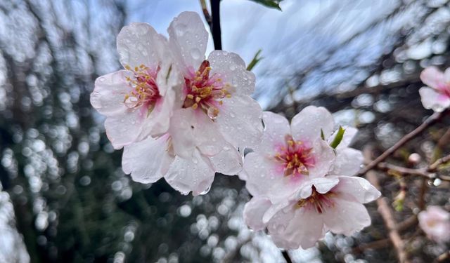 Hizan’da baharın habercisi: Badem ağaçları çiçek açtı