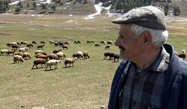 Kars Sarıkamış’ta besicilerin yüzü gülüyor: Hayvanlar meralara çıktı