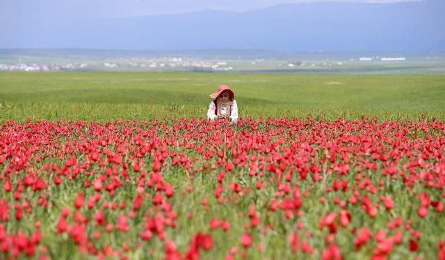 Endemik Muş Lalesi için koruma seferberliği