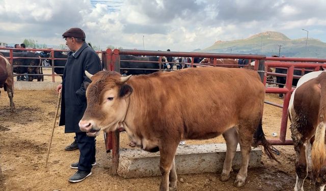 Tarım ve Orman Bakanlığı açıkladı: Veteriner denetimlerinde 120 milyon TL’yi aşan ceza