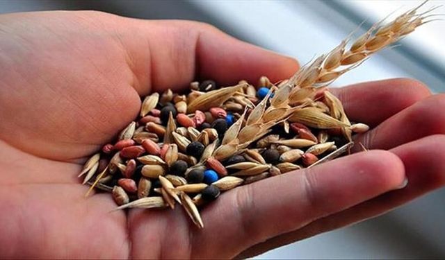 Yerli tohum hamlesi sürüyor: 39 yeni çeşit daha tescillendi