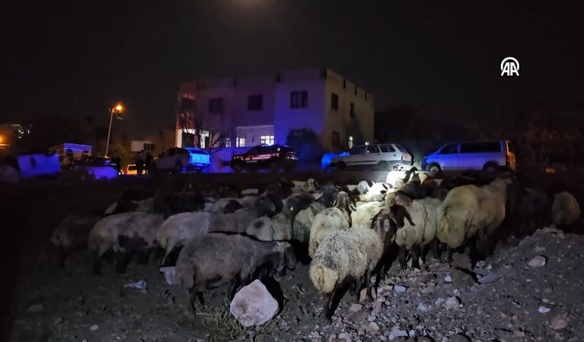 Rögar suyunu içen hayvanlar telef oldu