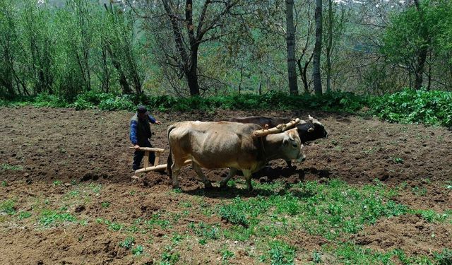 Van Bahçesaray'da çiftçiler, artan akaryakıt fiyatı nedeniyle sabana dönüş yaptı
