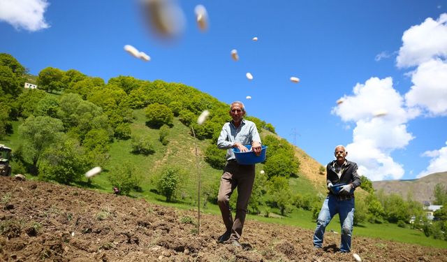 Bingöl’ün tescilli lezzeti yeniden toprakla buluşuyor