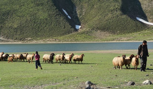 Yaylalarda göçer hareketliliği başladı