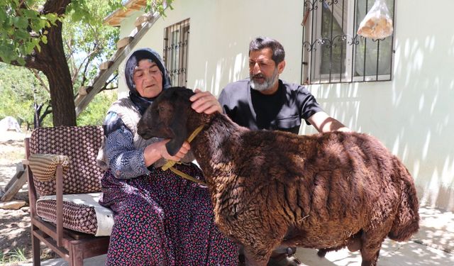 Kaçan kurbanlık koçuna 20 gün sonra kavuştu