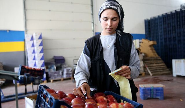 Üreticinin 18 liraya sattığı elma markette 91 liraya çıktı