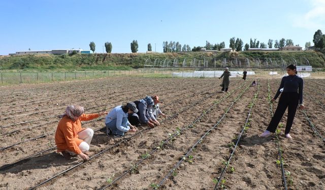 Erciş'te Kadın Kent Bostanı ikinci yılında üretime başladı